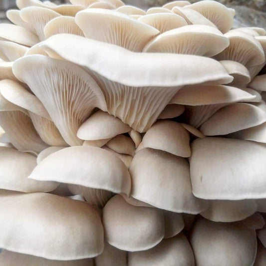 Flat Mushroom (पाते च्याउ)-500 gram